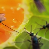 Buono Pest Control gallery