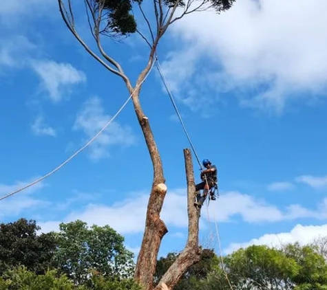 Mojo Tree And Stump Removal - Cowes, VIC