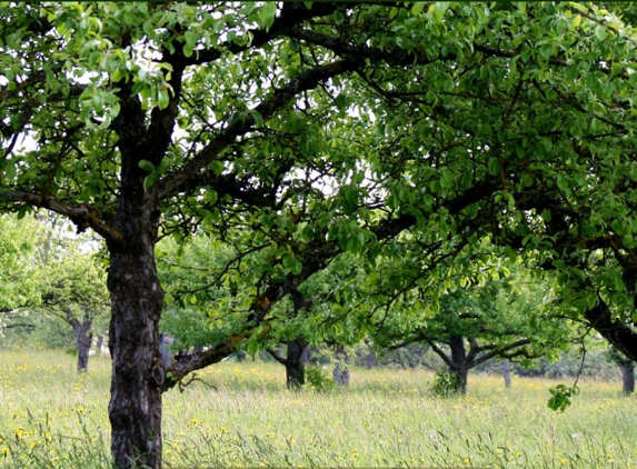 Action Tree Service - Beaufort, SC