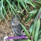 NUISANCE WILDLIFE REMOVAL