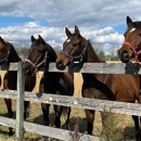 Arrowhead Stable - Stables