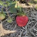 Neil Greiling Gardens Strawberries - Farming Service