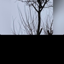 Bryans Tree Service - Tree Service