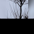 Bryans Tree Service