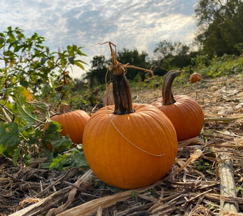 Temple Hall Farm Park - Leesburg, VA