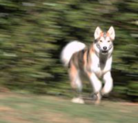 Happy Dog Retreat - Dawsonville, GA