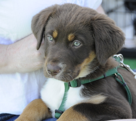 Pawsitive Training Center - Anderson, CA