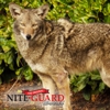 Nite Guard Solar gallery