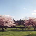 Forest Lawn Cemetery