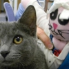 Kentwood Cat Clinic gallery
