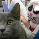 Kentwood Cat Clinic