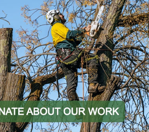 Curtis Tree Lopping Specialists - West Wodonga, VIC. Passionate About Our Work