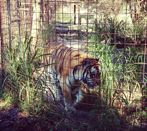 Big Cat Rescue - Tampa, FL