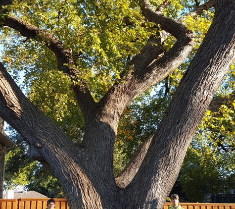 Monster Tree Service of North Dallas - Aubrey, TX