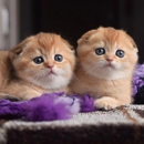 Scottish Fold Kittens NYC - Pet Breeders