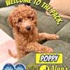 AK9A Alan's K9 Academy gallery