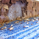 Reynolds Termite Control Inc. - Pest Control Services-Commercial & Industrial