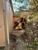 Stump Removal Geelong - Arboriculturists