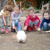 Timber Creek Farm and Forest SChool gallery