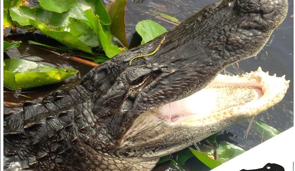 Everglades Nature Tours