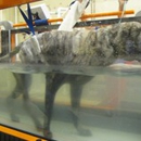 Big Sky Animal Medical Center - Pet Services