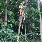 J & K Tree Services