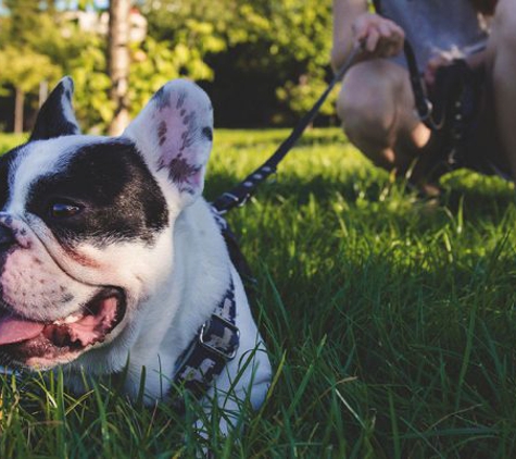 Sit Means Sit Dog Training East Texas - Royse City, TX. Day and Train Program