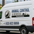 Animal Control & Removal Pasadena - Pest Control Services