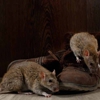 Beach City Pest Control gallery