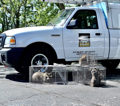 All Wildlife Animal Eviction - Crystal Lake, IL