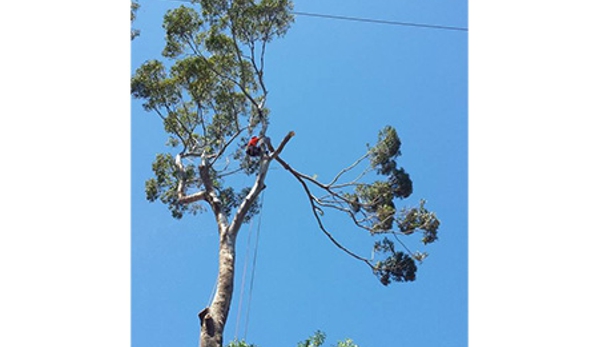 Tree Solutions - Rainbow Flat, NSW