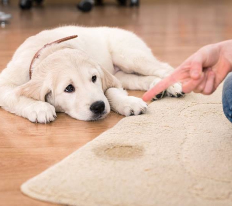 Area Rug Cleaning Company - Wayne, MI