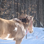 Hearts For Horses Riding Center