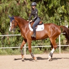 Allegro Equestrian