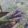 Pleasant Valley Lavender gallery