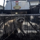 Swift Wildlife Removal