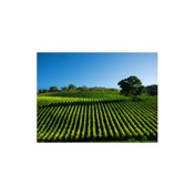 Gallery Image Number 1
