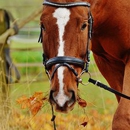 The Gift Horse Saddlery - Pet Services