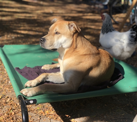 Cosmic Dog Training & Interspecies Learning - Lafayette, CO. Leo & Sarah