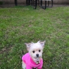 It's A Dog's World K-9 Academy, Inc. gallery