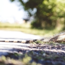 Advanced Integrated Wildlife - Pest Control Services