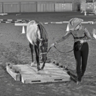 Champion Farms