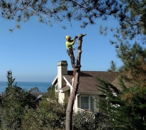 Big Tree - Cambria, CA. Tree Pruning