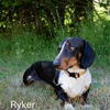 Devoted Doxies gallery
