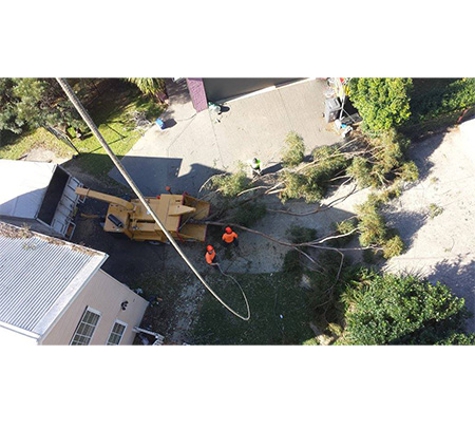 Tree Solutions - Rainbow Flat, NSW