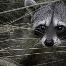 Pierson Nuisance Wildlife Removal - Pest Control Services