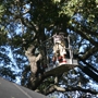 On Budget Tree Service, LLC