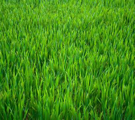 Pleasant Green Grass - Durham, NC