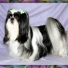 R Texas Star Shih Tzu's & R Texas Star Grooming & Boarding gallery