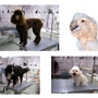 Patti's Pet Perfection dog and cat grooming